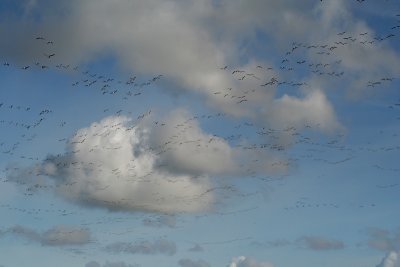 Brent Geese