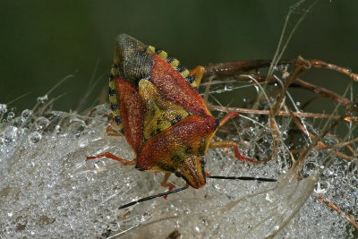 Bug in the dew-drops