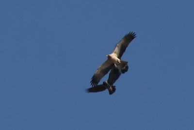 Booted Eagle ( Carrion Crows' mobbing )