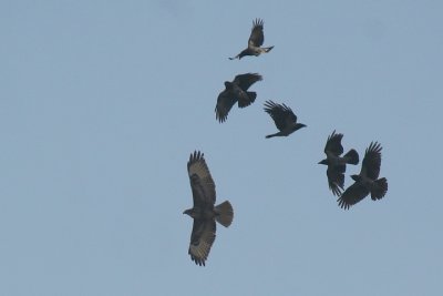 Common Buzzard ( Carrion Crows' mobbing )
