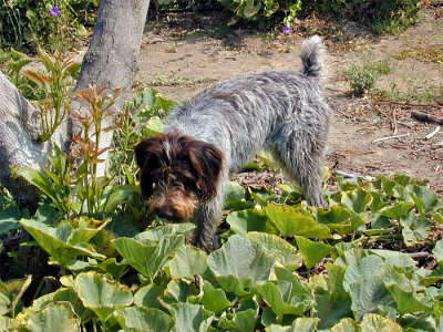 Flocke Gourd Guard