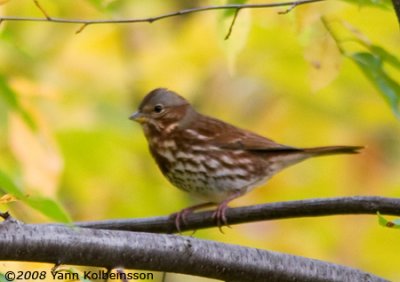 Fox Sparrow