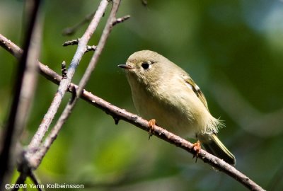 Ruby-crowned Kinglet