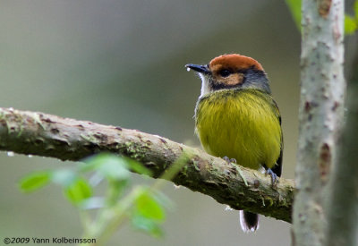 Rufous-crowned Tody-Flycatcher (Poecilotriccus ruficeps)