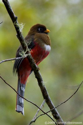 Masked Trogon, female (ssp. temperatus)