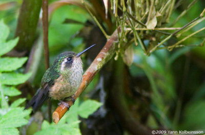 Speckled Hummingbird (Adelomyia melanogenys)