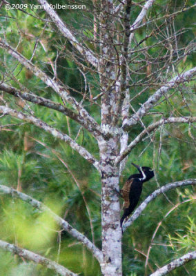 Powerful Woodpecker, female