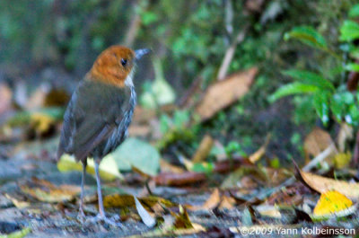 Chestnut-crowned Antpitta