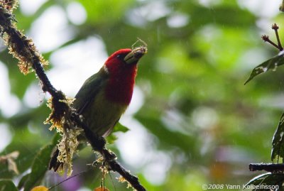 Red-headed Barbet, male