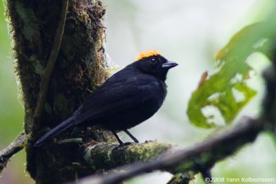 Tawny-crested Tanager, male