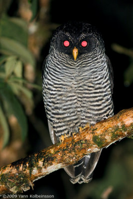 'San Isidro Owl' (Ciccaba sp.)