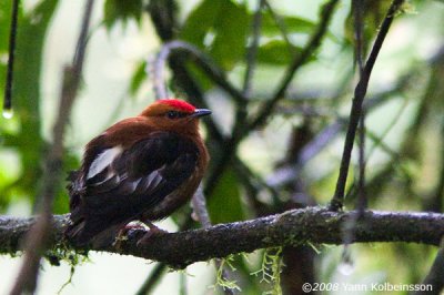 Machaeropterus deliciosus
