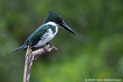 Chloroceryle amazona