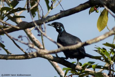 Gymnoderus foetidus