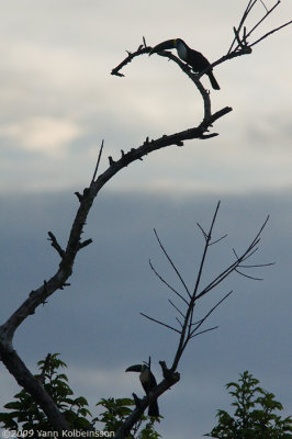 Ramphastos tucanus (top) & Ramphastos vitellinus (below)