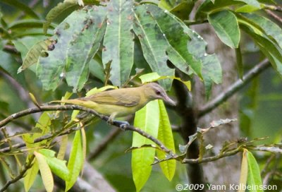 Vireo flavoviridis