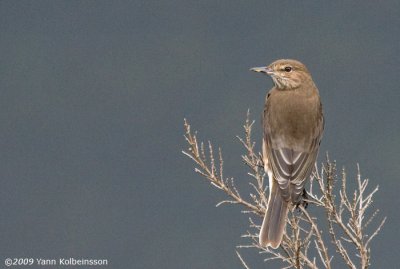 Black-billed Shrike-Tyrant (Agriornis montanus)