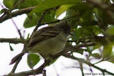 Yellow-bellied Elaenia (Elaenia flavogaster)