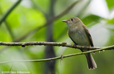 Acadian Flycatcher (Empidonax virescens)