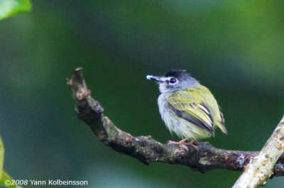 Black-capped Pygmy-Tyrant (Myiornis atricapillus)
