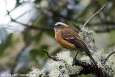 Brown-backed Chat-Tyrant (Ochthoeca fumicolor)