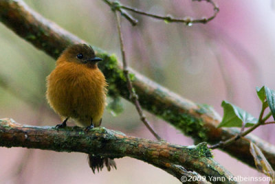 Cinnamon Flycatcher (Pyrrhomyias cinnamomea)