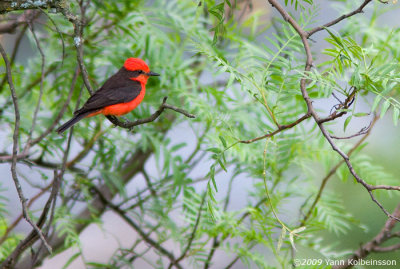 Vermilion Flycatcher (Pyrocephalus rubinus)