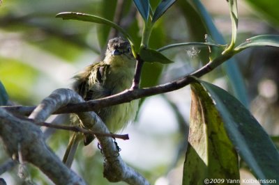 Slender-footed Tyrannulet (Zimmerius gracilipes)