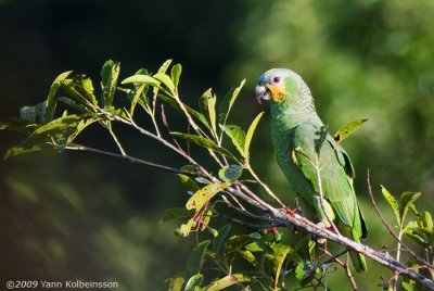 Orange-winged Parrot (Amazona amazonica)