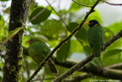 Orange-breasted Fruiteater, female & male