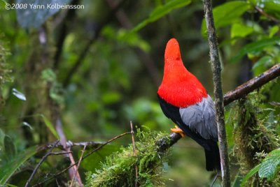Andean Cock-of-the-rock, male