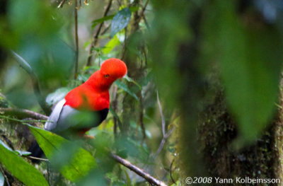 Andean Cock-of-the-rock, male