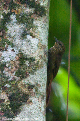 Wedge-billed Woodcreeper (Glyphorynchus spirurus)