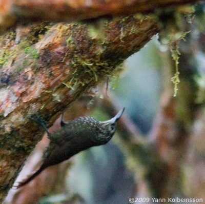 Olive-backed Woodcreeper