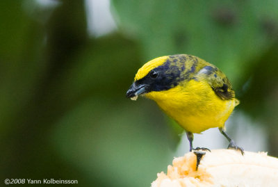 Thick-billed Euphonia, immature male