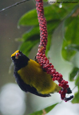 Orange-bellied Euphonia (Euphonia xanthogaster)