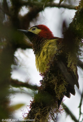 Crimson-mantled Woodpecker (Colaptes rivolii)