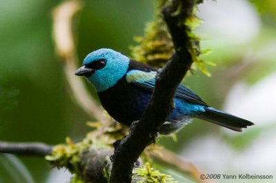 Blue-necked Tanager, ssp. cyanopygia