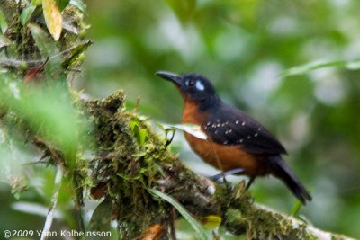 Plumbeous Antbird, female