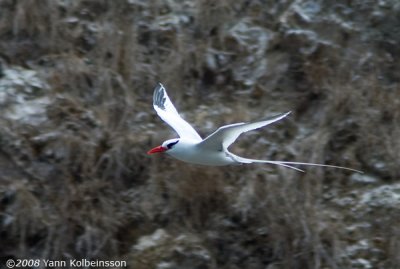 Red-billed Tropicbird, adult