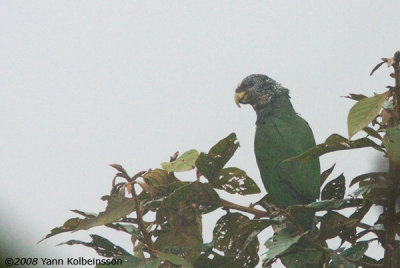 Speckle-faced Parrot (Pionus tumultuosus)