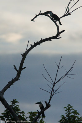 Channel-billed Toucan (Ramphastos vitellinus)