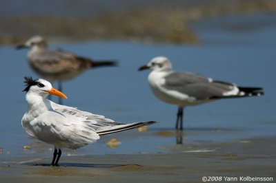 Royal Tern, nonbreeding plumage (with Laughing Gulls)