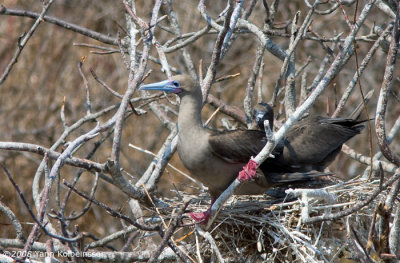 Red-footed Booby (Sula sula)