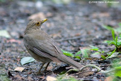 Ecuadorian Thrush