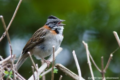 Rufous-collared Sparrow, singing