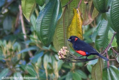 Scarlet-bellied Mountain-Tanager