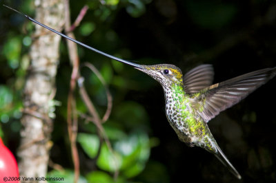 Sword-billed Hummingbird, female