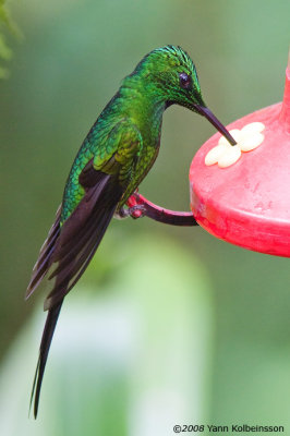 Empress Brilliant (Heliodoxa imperatrix)