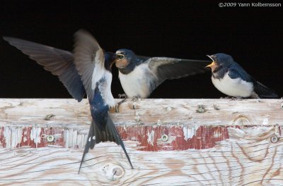 Barn Swallow, adult feeding young (ssp. rustica)